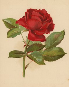 Rote Gartenrose