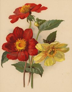 Einzelne Dahlien