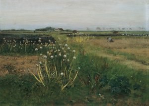 Blühendes Zwiebel-Feld