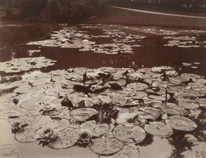 Seerosen von Eugène Atget