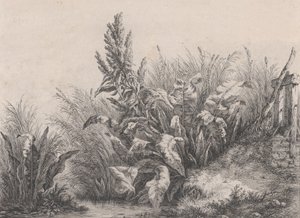 Große Wasserdockpflanze, 1840 von Eugene Bléry
