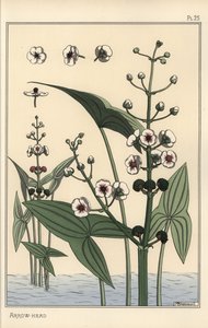 Botanische Illustration des Pfeilkrauts, Sagittaria sagittifolia