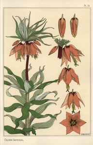 Botanische Illustration der Kaiserkrone, Fritillaria imperialis