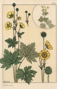 Butterblume, botanische Studie