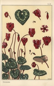 Alpenveilchenpflanze, mit Details der Blume, Blätter, Blütenblätter von Eugene Grasset