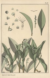 Maiglöckchen, botanische Studie