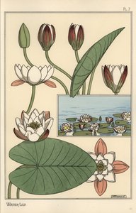 Die Seerose, Nelumbo lutea, und Blütenteile