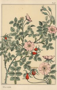 Wildrose botanische Studie
