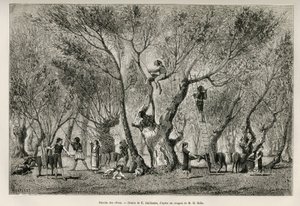 Die Olivenernte in der Region Amphissa, Zeichnung von E. Guillaume, um die Geschichte von Henri Belle: Reise nach Griechenland zu illustrieren. von Eugene Guillaume