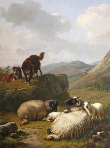 Schafe und Hunde