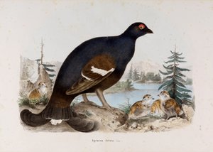 Darstellung des kleinen Moorhuhns oder Birkenhuhns von Eugenio Bettoni