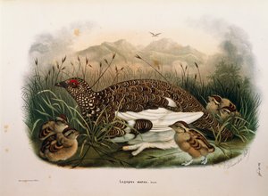Illustration aus Eugenio Bettonis "Naturgeschichte der Vögel, die in der Lombardei nisten" darstellend Alpenschneehuhn (Lagopus muta) von Eugenio Bettoni, Oscar Dressler