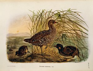 Illustration aus Eugenio Bettonis "Natural History of Birds that Nest in Lombardy" (Spotted Crake)