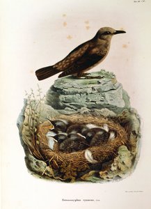Illustration aus Eugenio Bettonis "Natural History of Birds that Nest in Lombardy" (Blue Rock Thrush)