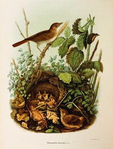 Illustration aus Eugenio Bettonis "Natural History of Birds that Nest in Lombardy" (Nachtigall) von Eugenio Bettoni, Oscar Dressler