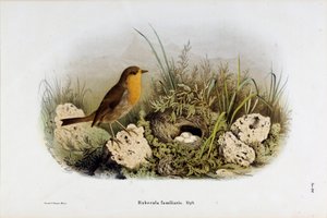 Darstellung des Rotkehlchens (Rubecula familiaris) von Eugenio and Dressler Oscar  Bettoni