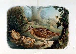 Darstellung der Waldschnepfe (Scolopax rusticola) (Chromolithographie) von Eugenio and Dressler Oscar  Bettoni