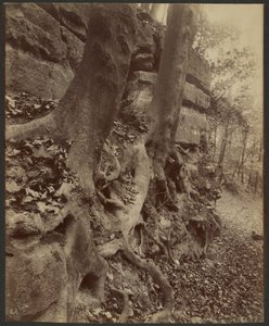 Parc de Saint-Cloud von Eugène Atget