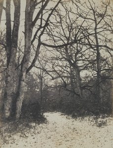 [Wald von Fontainebleau]