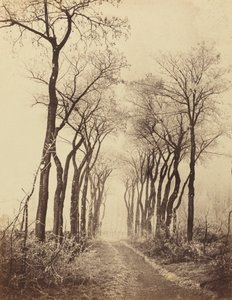 Straße und Bäume mit Raureif