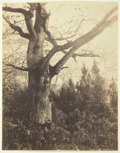 Ohne Titel [Baum], ca. 1860 von Eugène Cuvelier