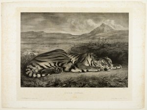 Bengalischer Tiger