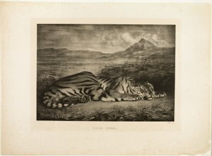 Bengalischer Tiger