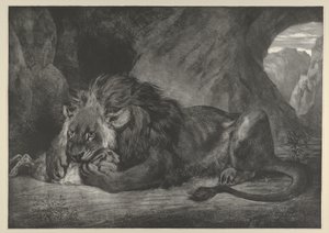Löwe des Atlasgebirges