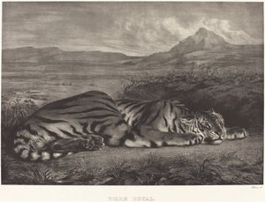 Königstiger