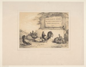 Titelbild mit Hühnern, Kaninchen und einer Taube Diverse Tiere Études d