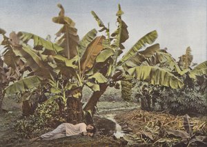 Bananenstaude und Maniok von European Photographer