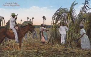 Havanna, Kuba: Zuckerrohrernte von European Photographer