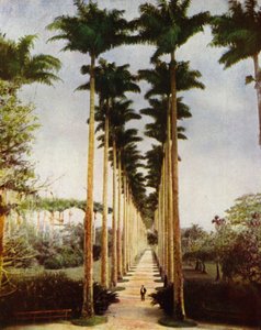 Rio de Janeiro, die berühmte Palmenallee (Foto)