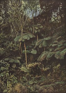 Vegetation, Baumfarne von European Photographer