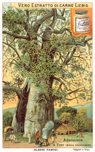 Adansonia-Baum in Togo von European School