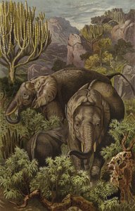 Afrikanischer Elefant von European School