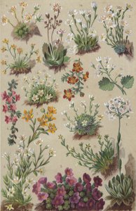 Alpine Flora