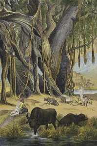 Tiere und Pflanzen von Indien von European School
