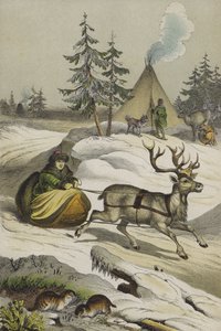Tiere und Pflanzen Lapplands