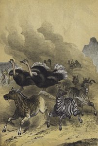 Tiere des südlichen Afrikas von European School