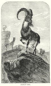 Arabischer Steinbock (Gravur) von European School