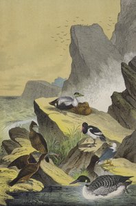 Vögel der Küsten Nord-Europas von European School