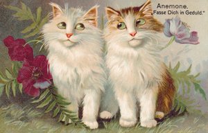 Katzenpostkarte