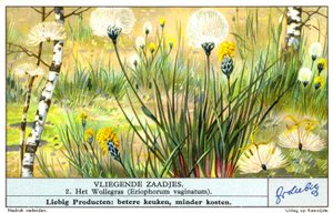 Wollgras (Eriophorum vaginatum) (Chromolithografie) von European School