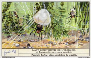 Wasserspinne (Argyroneta aquatica) (Chromolithografie) von European School