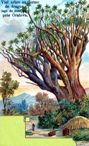 Drachenbaum in Orotava, Teneriffa