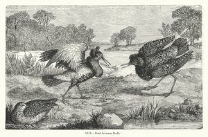 Duell zwischen Kampfläufern (Gravur)