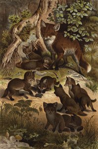 Fuchs von European School