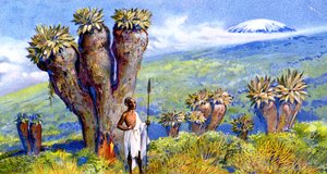 Riesen-Greiskraut, Kilimandscharo, Afrika