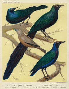 Grüner Glanzstar, Malabar-Mynah, Purpurkopf-Glanzstar, Langschwanz-Glanzstar von European School